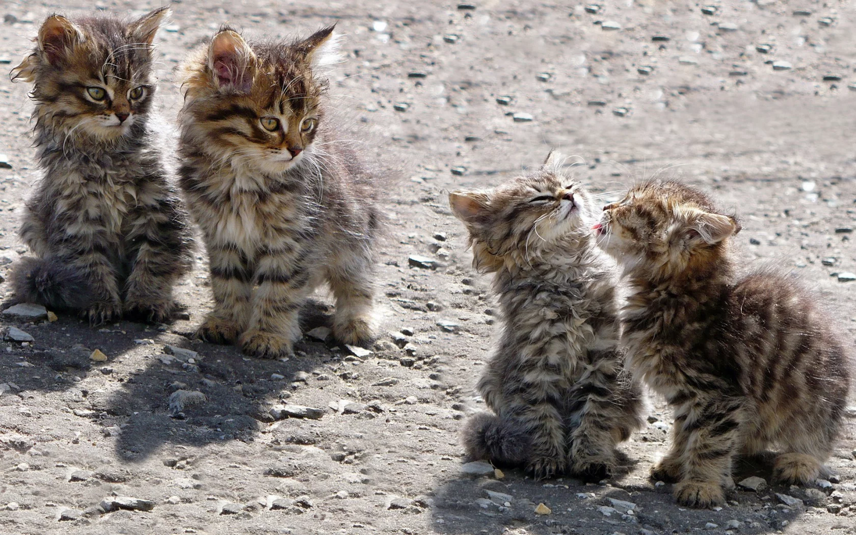 котята, животные