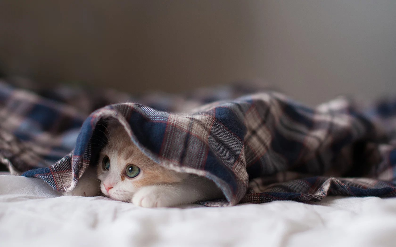 котёнок, взгляд, усы