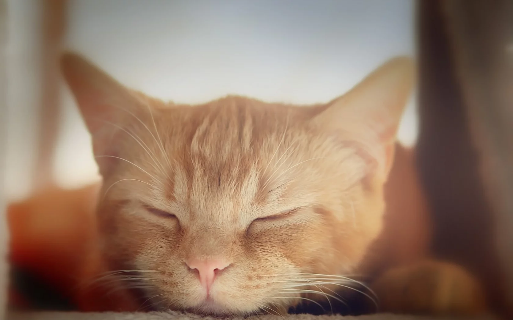кот рыжий, спит
