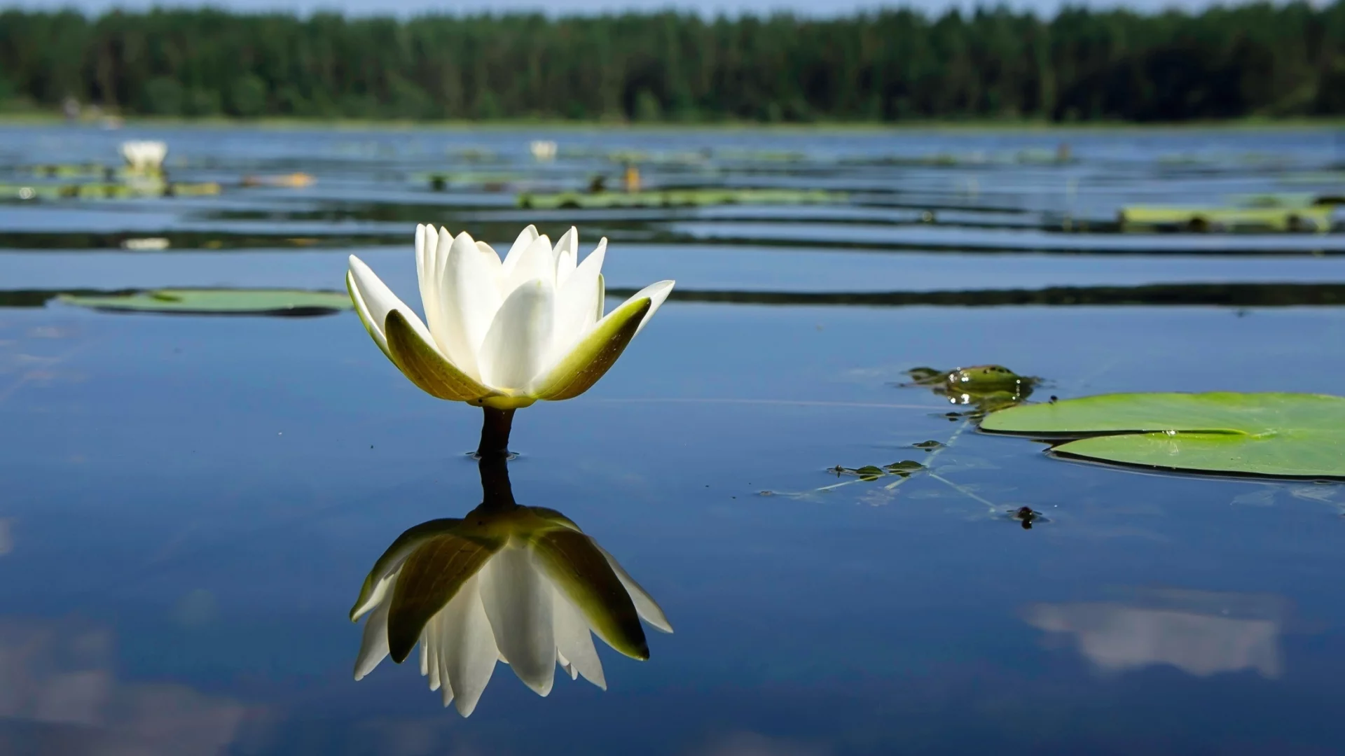 лилия, цветок, фон
