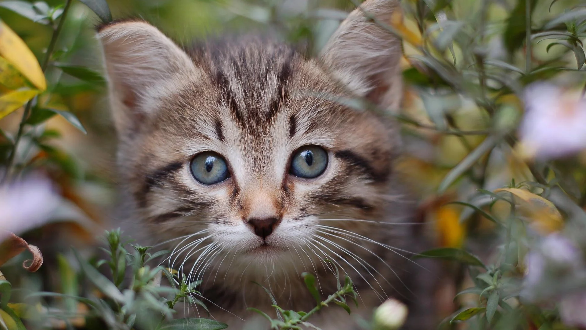 котёнок, взгляд