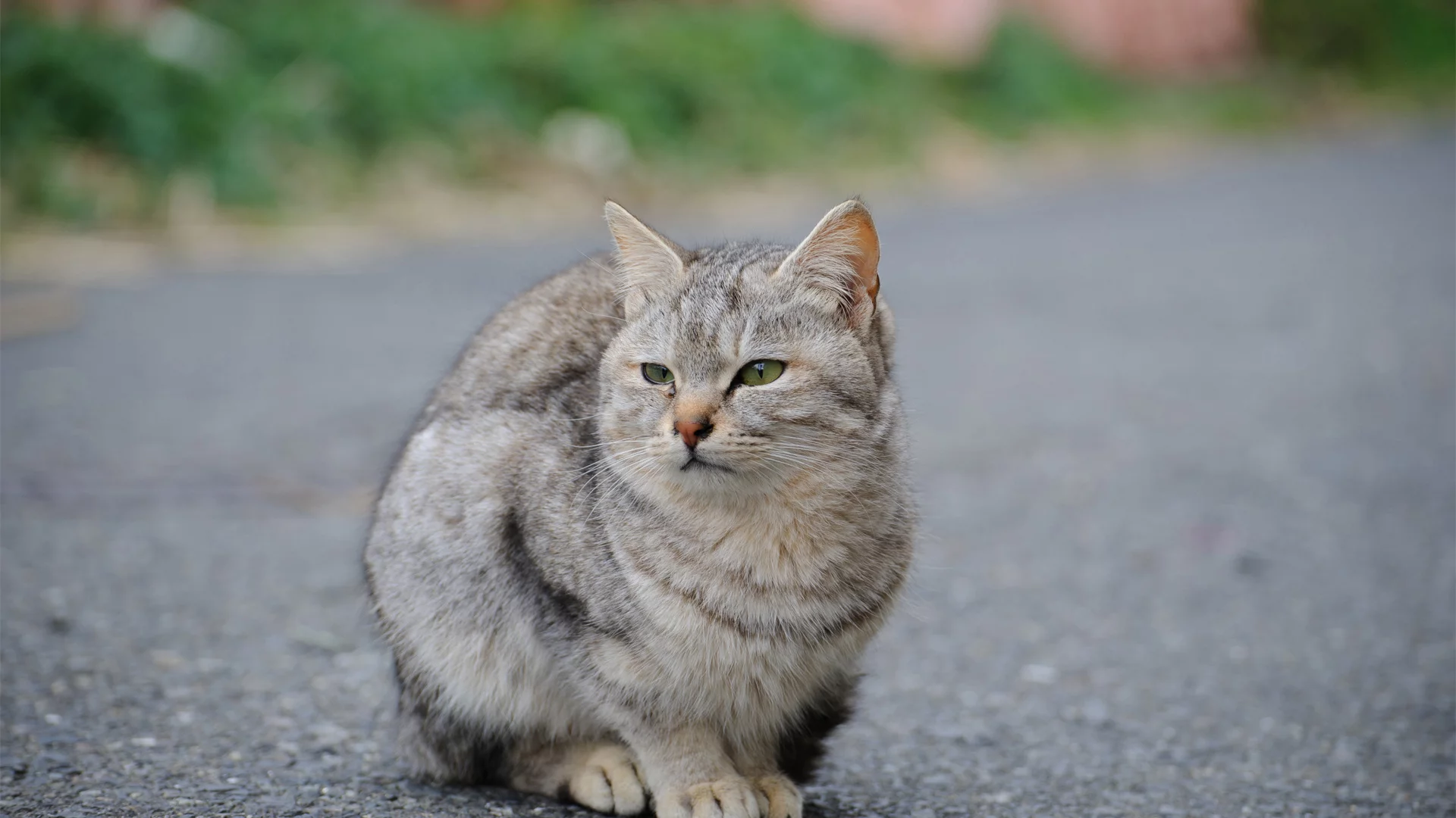кошка, животное