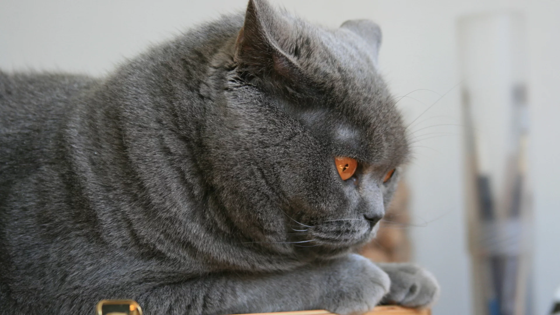 кот, глаза, животное