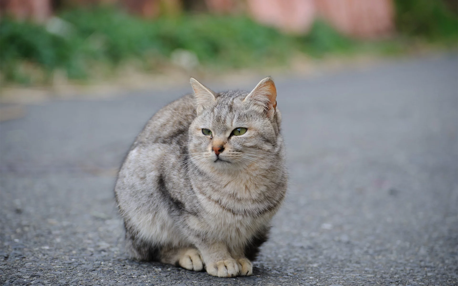 кошка, животное