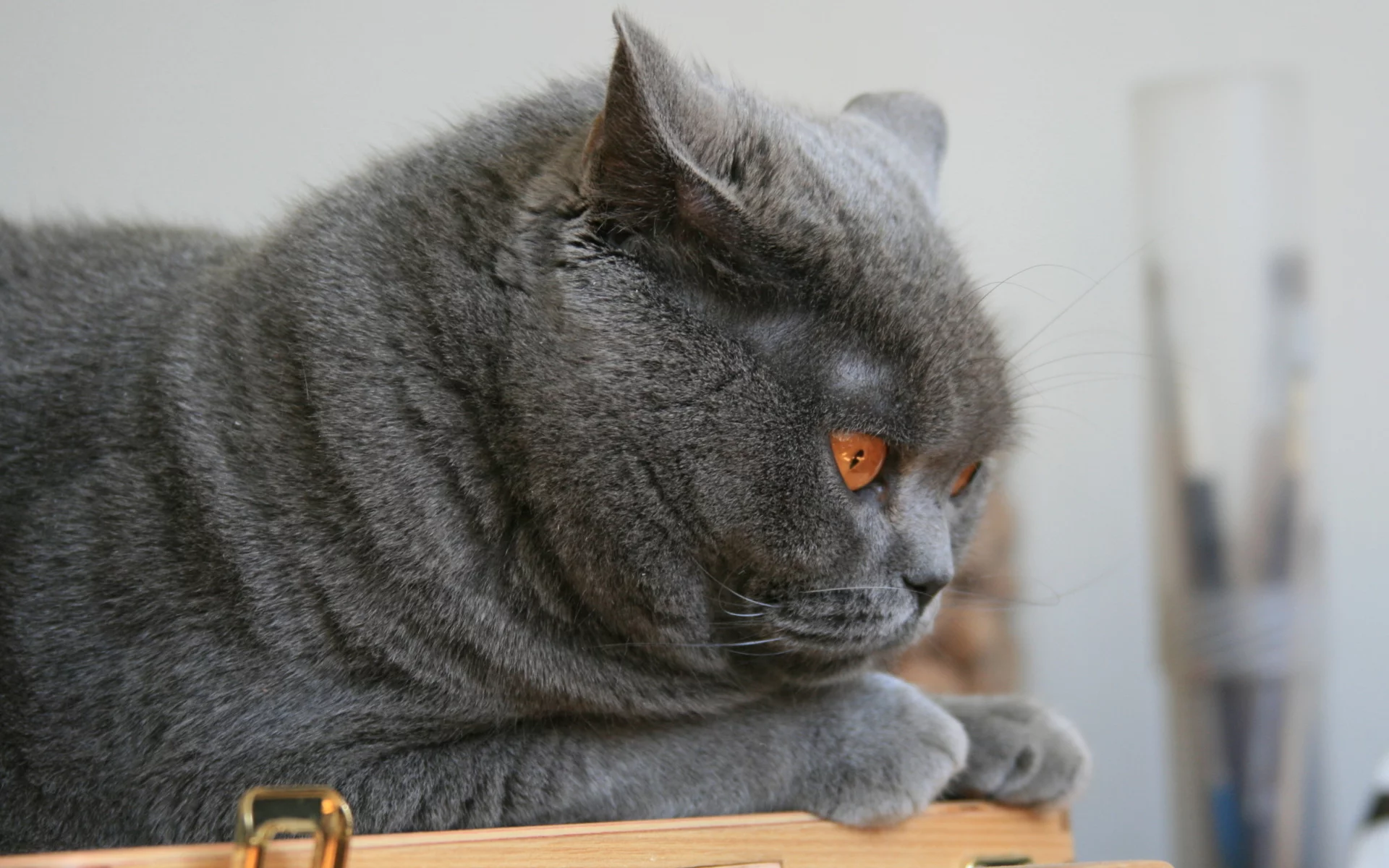 кот, глаза, животное