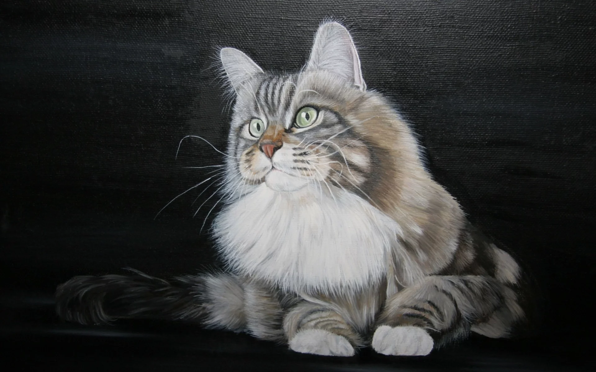кот, взгляд