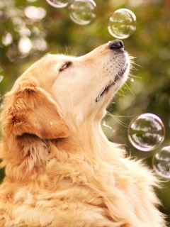 собака, мыльные пузыри