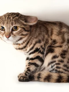 кот, фон