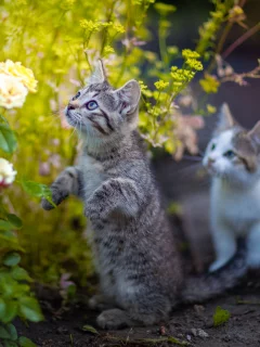 котята, цветы