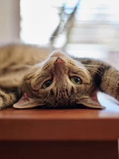 кот, взгляд, усы