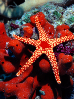 морская фауна, кораллы, морская звезда