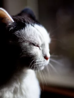 кот, животное