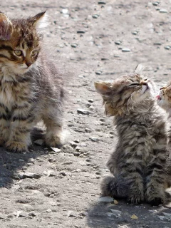 котята, животные