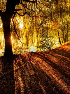 река, дерево, природа