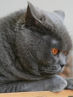 кот, глаза, животное