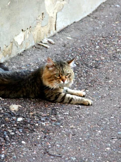 кошка, взгляд, лежит