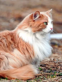 кошка, животное, лежит