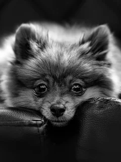 собака, животное