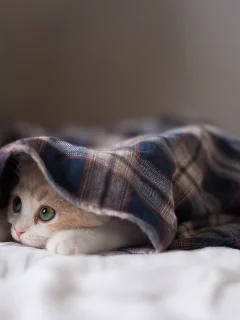 котёнок, взгляд, усы