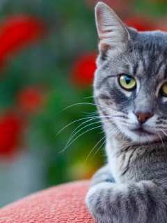 кот, взгляд