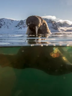 морж, вода