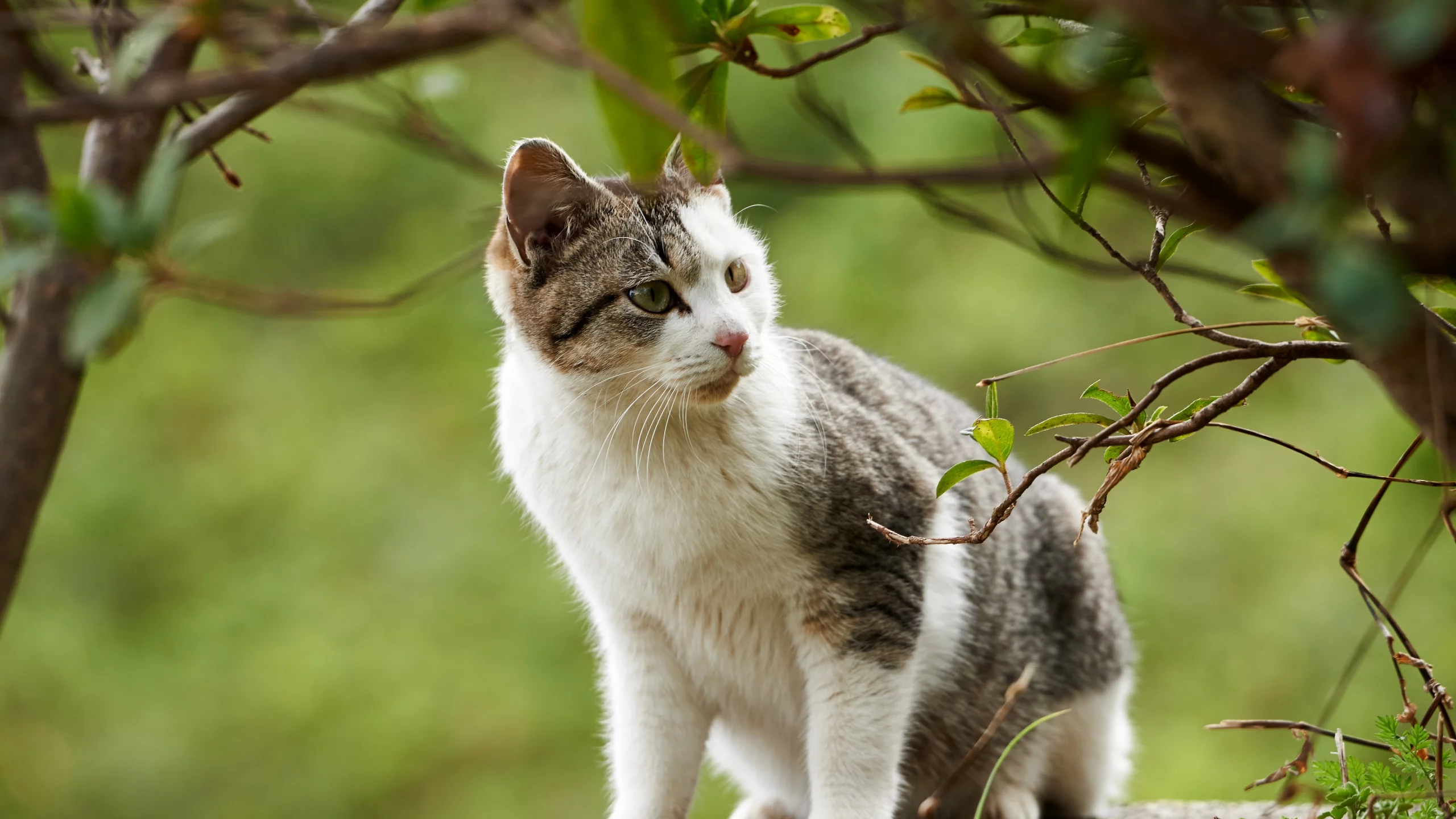 котёнок, взгляд, усы