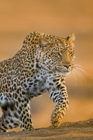 ягуар, дикая кошка, пятна