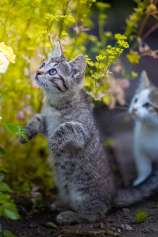 котята, цветы