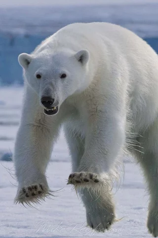белый медведь, животные, снег