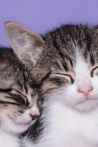 котята, спят