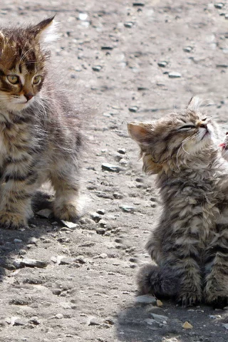 котята, животные