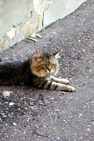 кошка, взгляд, лежит