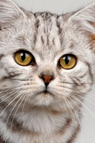 котёнок, взгляд