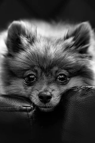 собака, животное