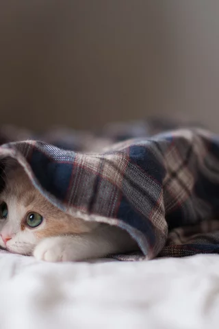 котёнок, взгляд, усы