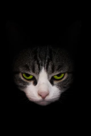 кот, фон