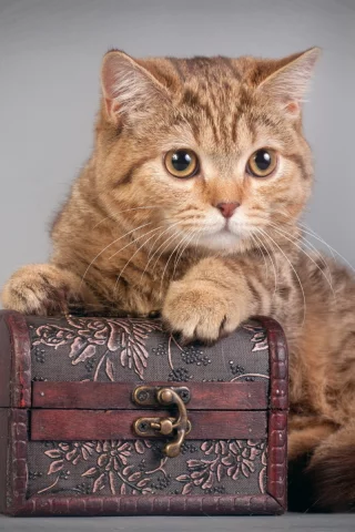 котёнок рыжий, шкатулка