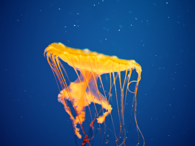 медуза, в море