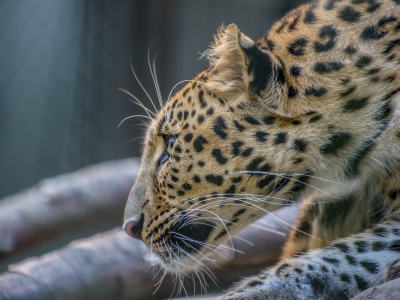 амурский леопард, взгляд