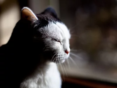 кот, животное