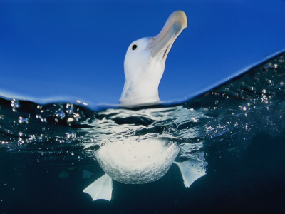 альбатрос, птица, в море