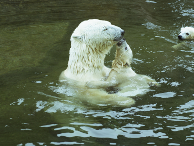 медведица белая, с медвежонком, в воде
