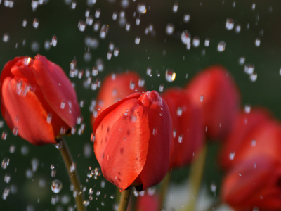 тюльпаны, капли дождя