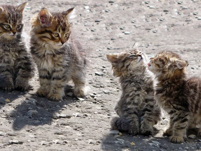 котята, животные