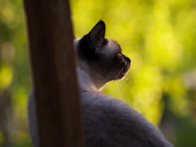 кошка, взгляд, животное