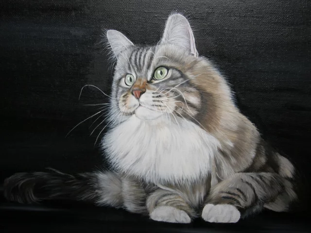 кот, взгляд
