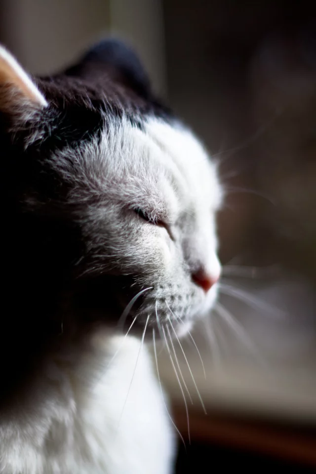 кот, животное