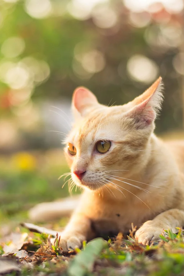 котёнок рыжий, взгляд