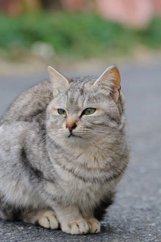 кошка, животное
