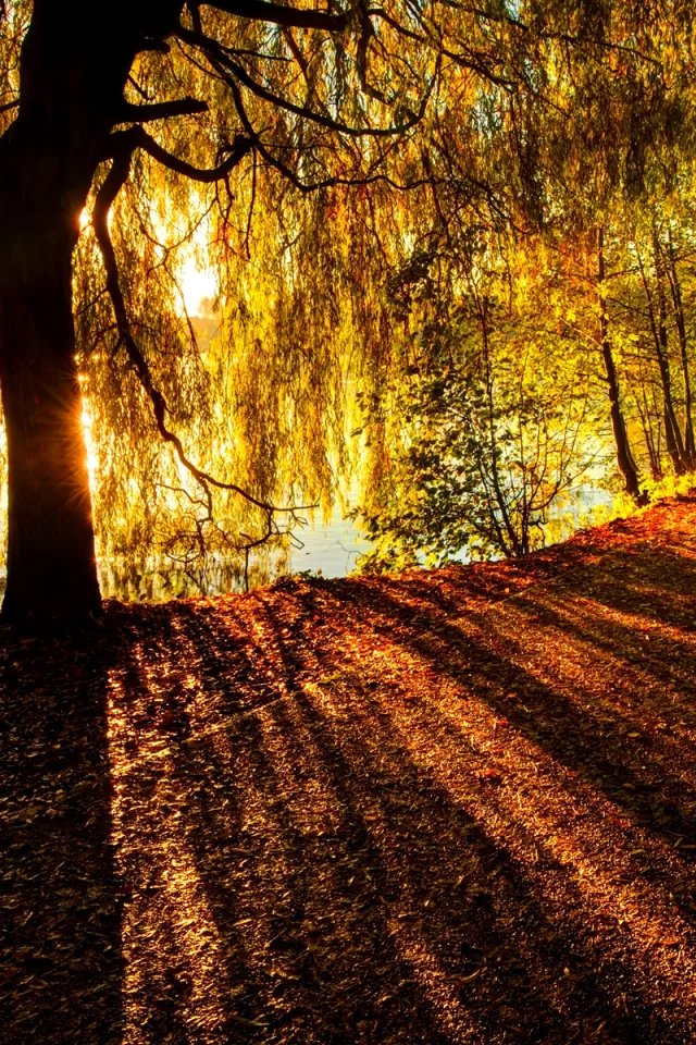 река, дерево, природа